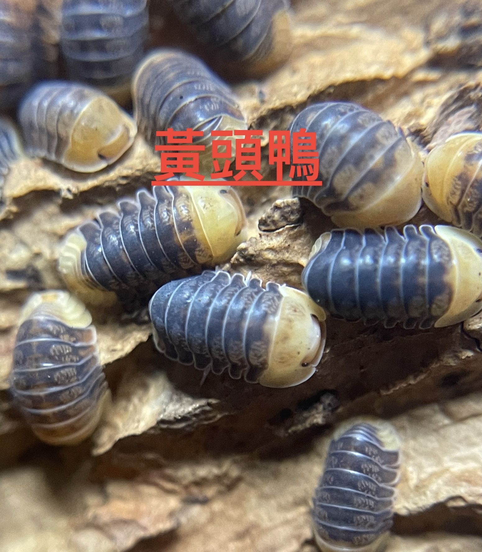 鼠婦